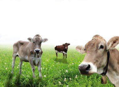 Cows on meadow clipart