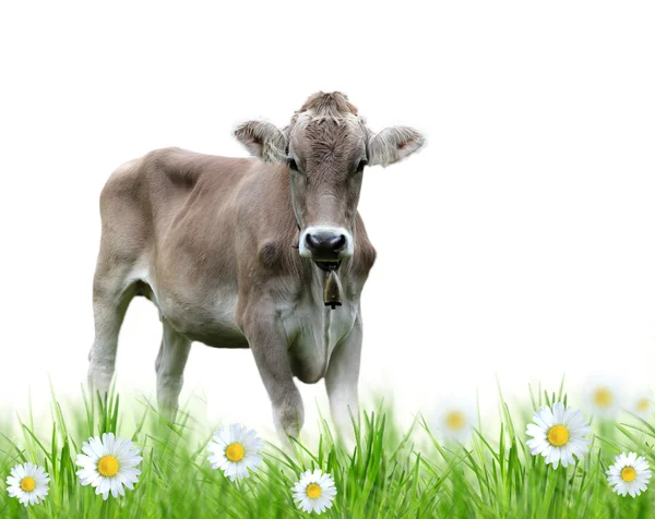 Vaca sobre fundo branco — Fotografia de Stock
