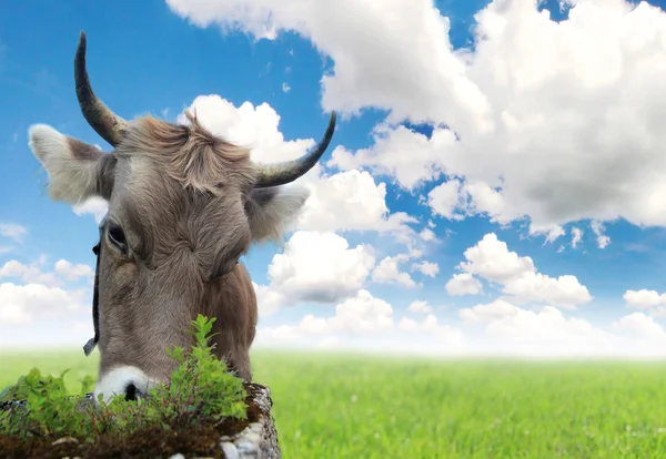 Vaca en un prado —  Fotos de Stock