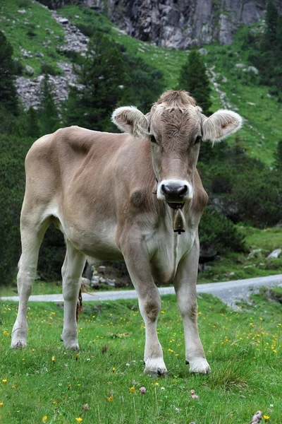 Vaca en un prado —  Fotos de Stock