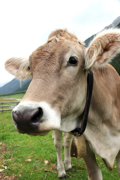 Vaca en un prado — Foto de Stock