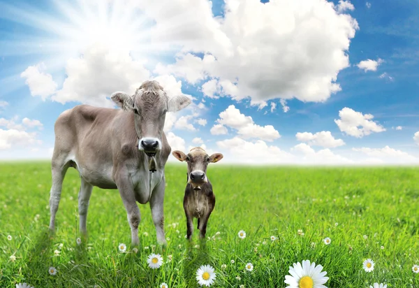 Корова с теленком на прекрасном лугу — стоковое фото