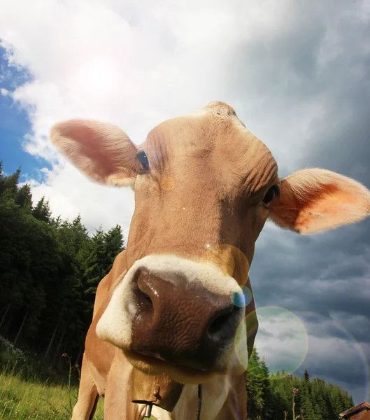 Vache sur prairie — Photo