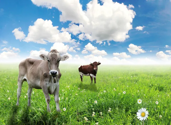 Vaca con un ternero —  Fotos de Stock