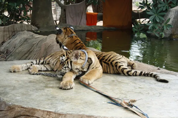 Tigres mentirosos — Fotografia de Stock