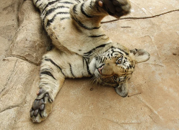 Playful tiger cub — Stock Photo, Image
