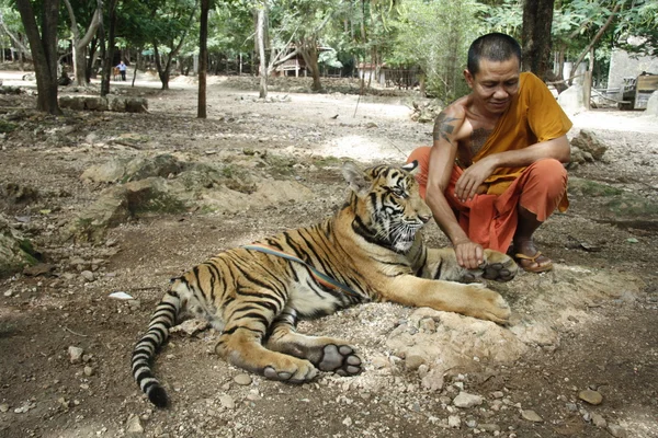 Monje y el tigre — Foto de Stock