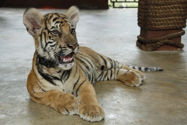 Tiger Cub — Stock Photo, Image