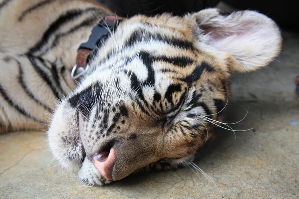 Filhote de tigre adormecido — Fotografia de Stock