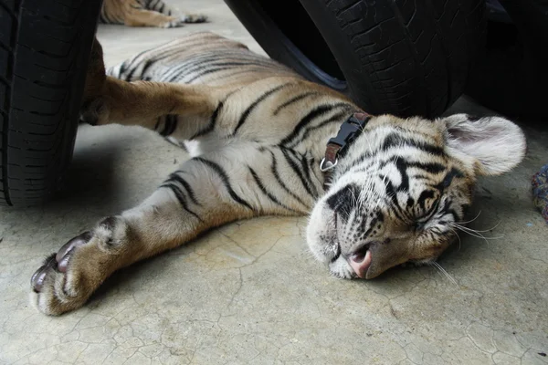 Спящий тигренок — стоковое фото