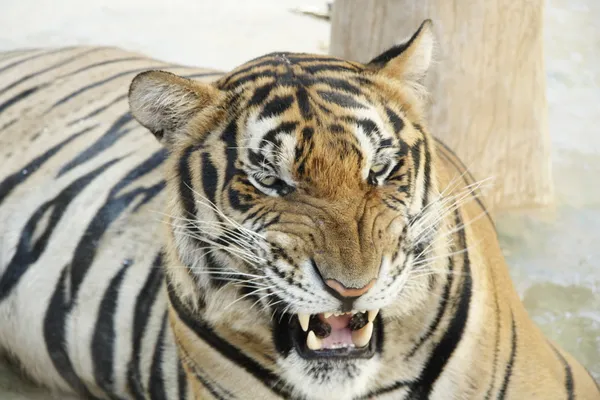 怒っているトラ — ストック写真