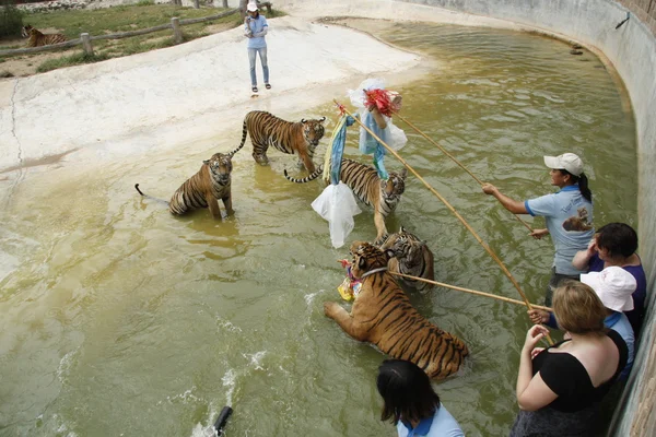 Play with tigers in water — Stock Photo, Image