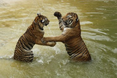 Fighting tigers clipart