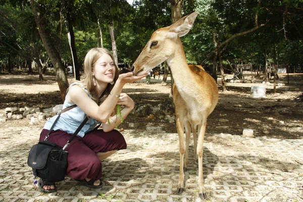 Молода дівчина годує оленя — стокове фото