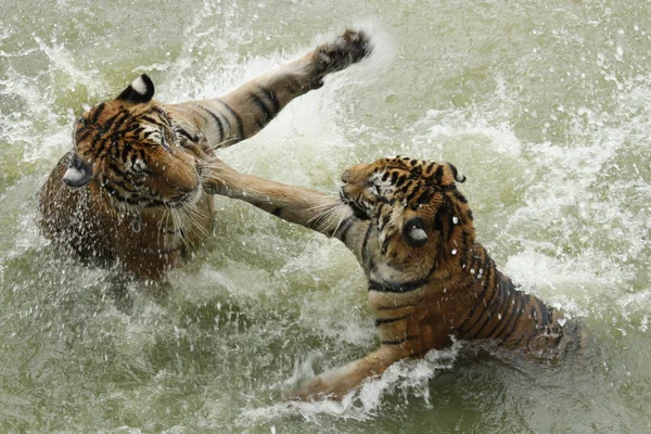 Fighting tigers — Stock Photo, Image