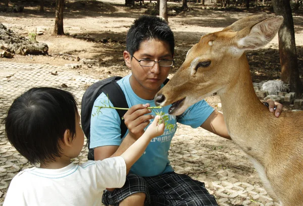 Happy feeding a deer — Stock Photo, Image