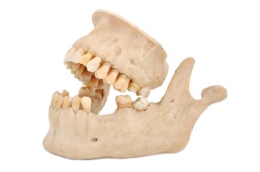 Model of human jaw clipart