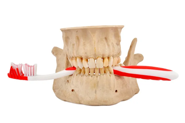 Cepillo de mandíbula y dientes — Foto de Stock