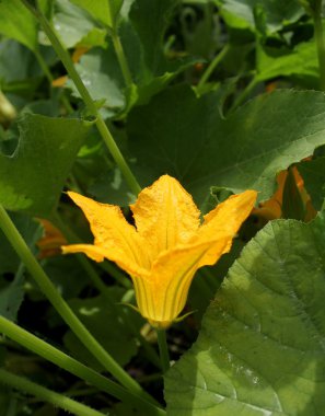 Zucchini flower clipart