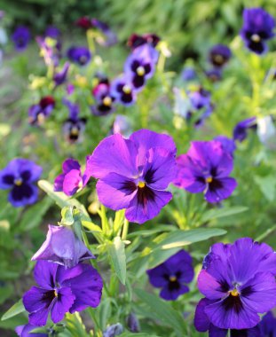 Pansy flowers clipart