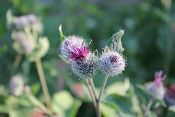 Burr (arctium lappa) flower — Stock Photo, Image