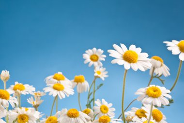 Wild camomiles on a blue sky. clipart