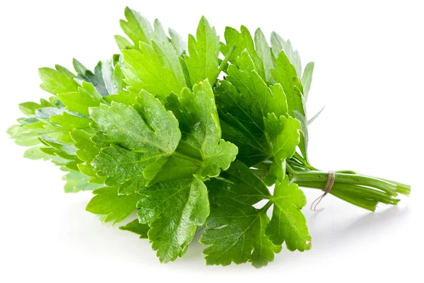 Ramo de cilantro verde — Foto de Stock