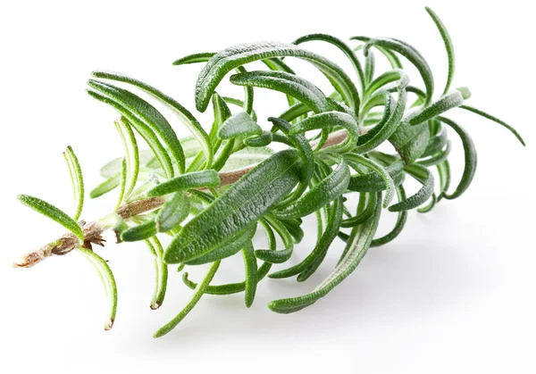 Branch of rosemary — Stock Photo, Image