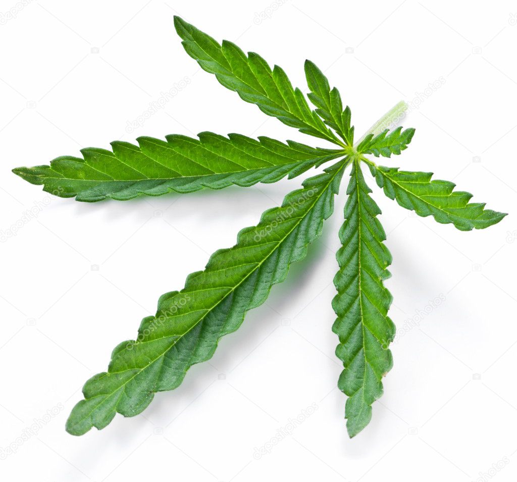 Cannabis leaf isolated
