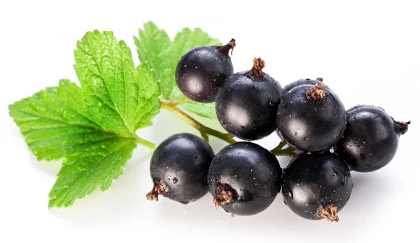 Branch of black currant on a white background. — Stock Photo, Image