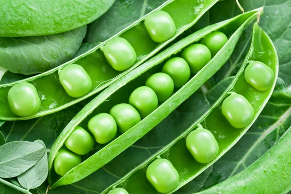 stock image Pods of green peas on a background of leaves.