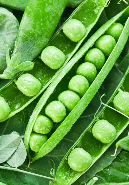 Pods of green peas on a background of leaves. — Stock Photo, Image