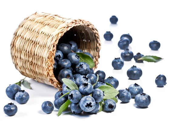 Blueberries queda da cesta . — Fotografia de Stock