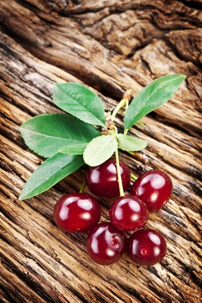 Cerejas com folhas — Fotografia de Stock