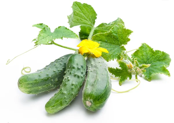 Cucumbers with leaves — Stock Photo, Image