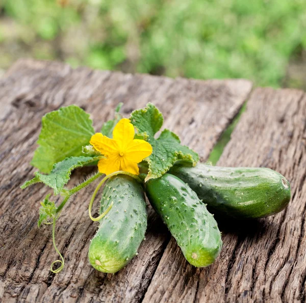 Komkommers met bladeren — Stockfoto