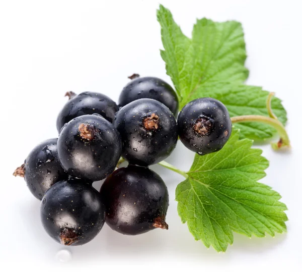 Branch of black currant on a white background. — Stock Photo, Image