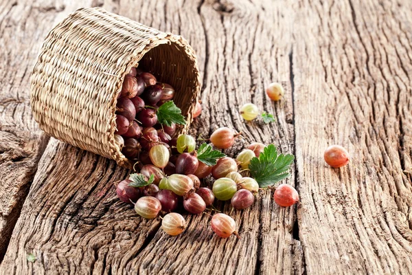 Gooseberries have dropped from the basket — Stock Photo, Image