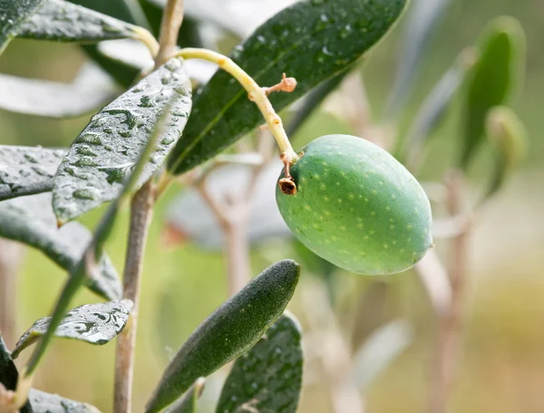 Зеленая оливка на ветке — стоковое фото