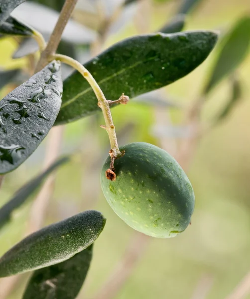 Oliva verde en la rama — Foto de Stock