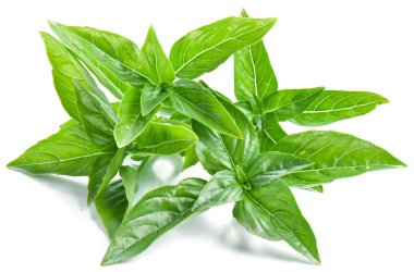 Leaves of basil on a white background clipart