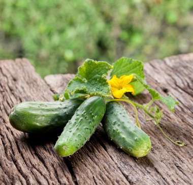 Cucumbers with leaves clipart