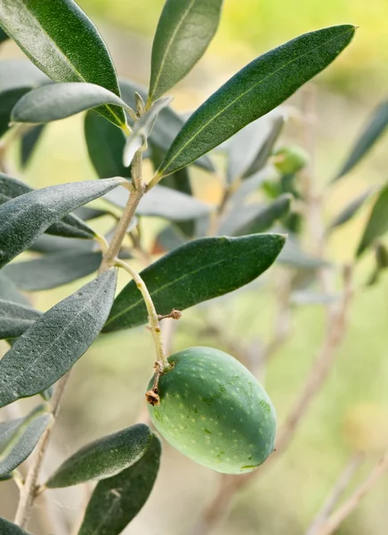 Olives vertes sur la branche — Photo