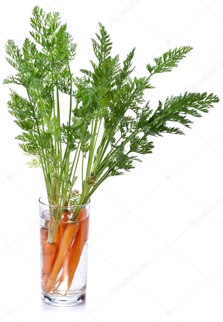 Carrots with leaves standing in a glass of water.