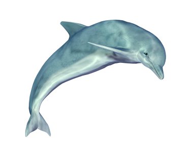 Jumping Dolphin clipart