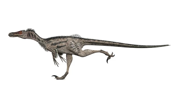 Velociraptor — Zdjęcie stockowe