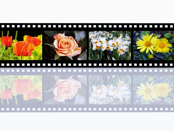 stock image Flower Impressions