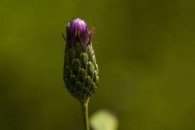 çiçek makro