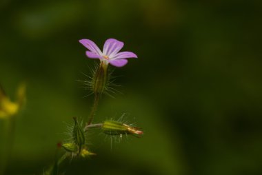 çiçek makro