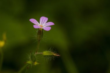 çiçek makro